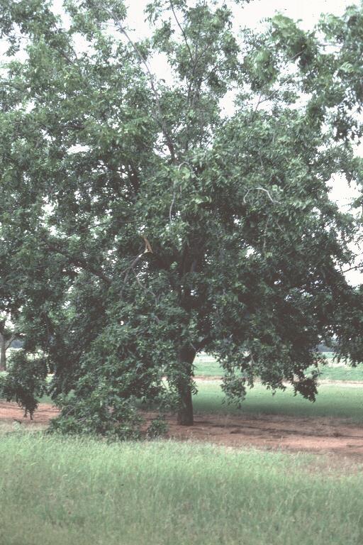 Overcropping